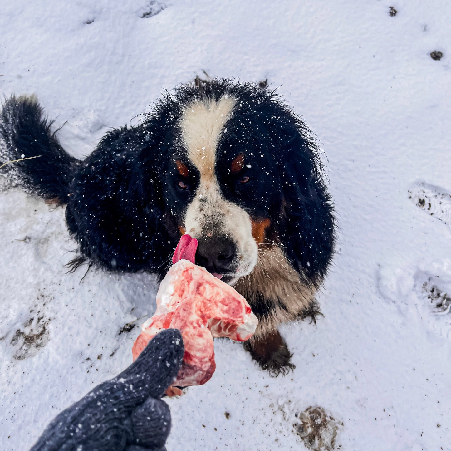 Grass Fed Dog Bone Box