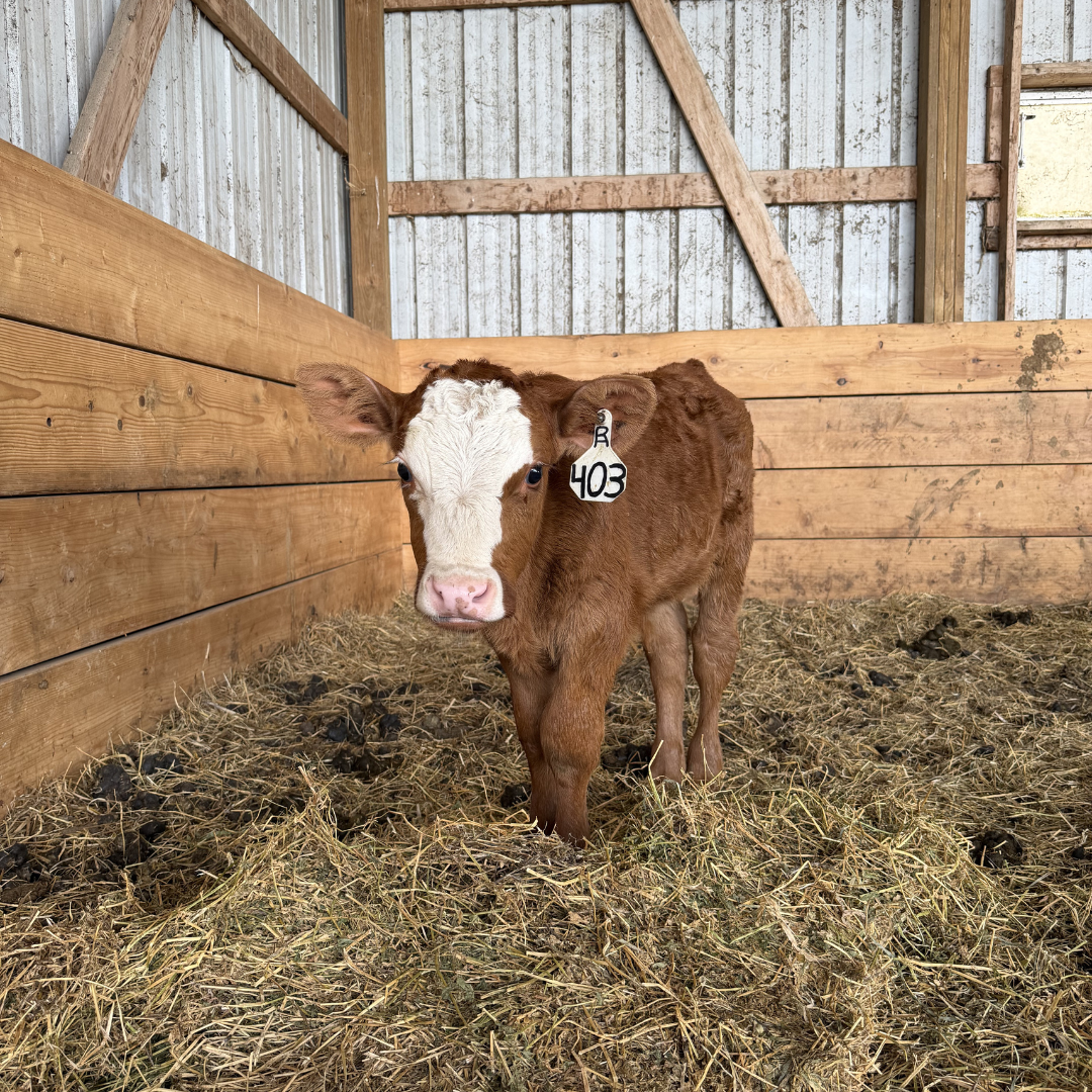 Grand View Beef Friday at the Farm