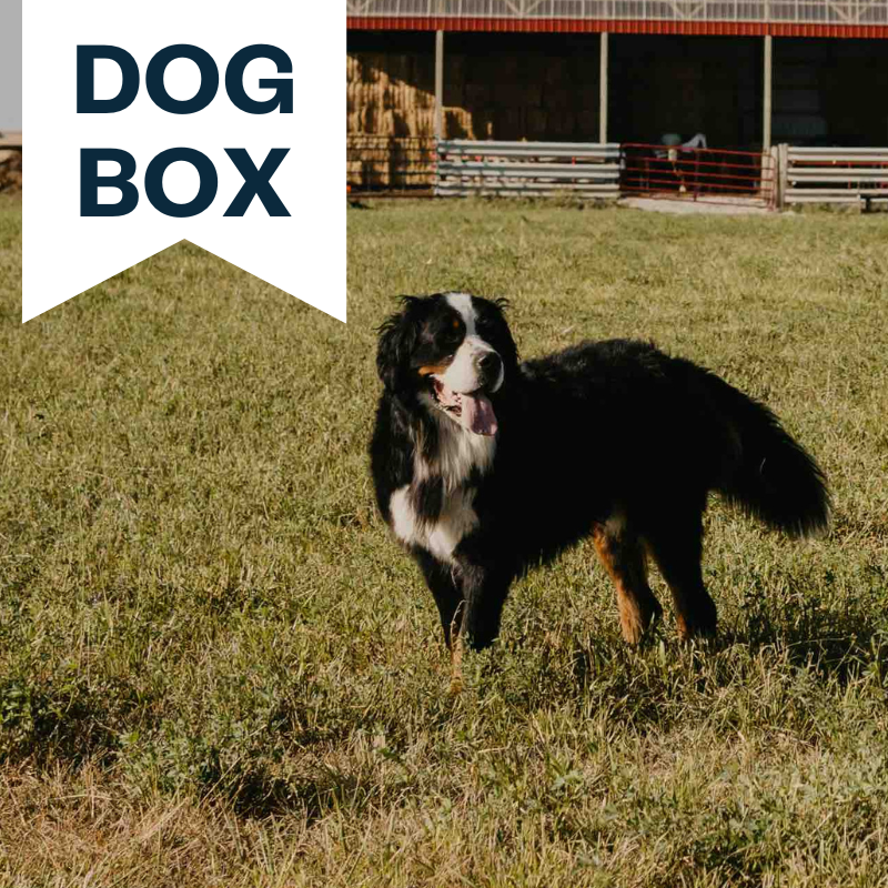 Dog Box (Bones)