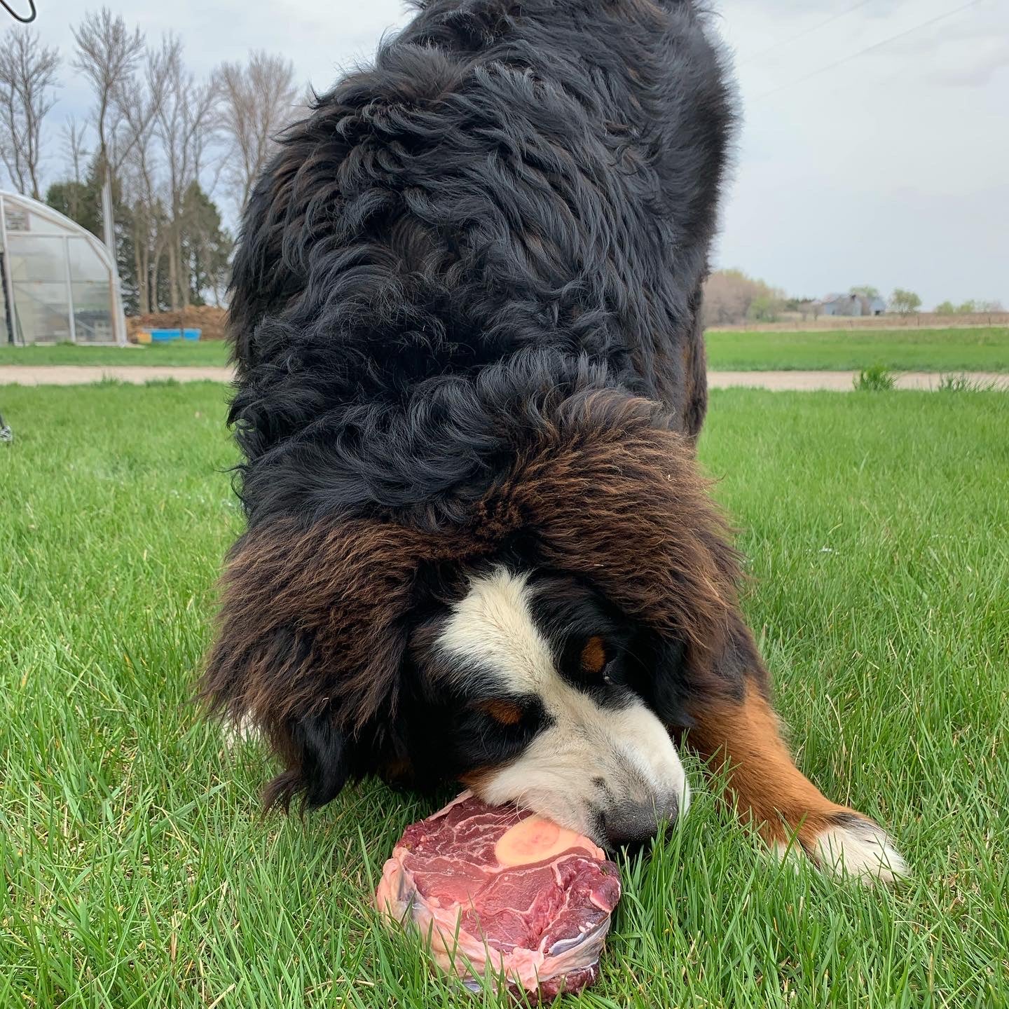 Doggy Box (Bones)
